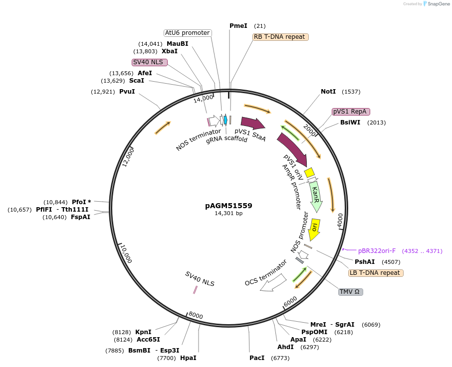 153226-plasmid-map-sequence-id-309446