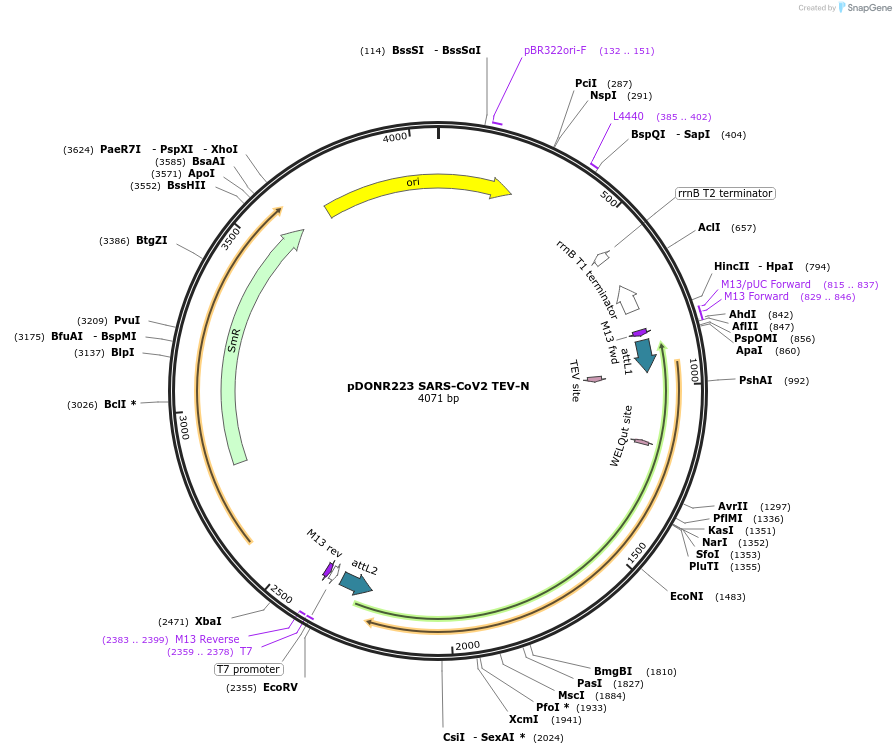 154424-plasmid-map-sequence-id-309455