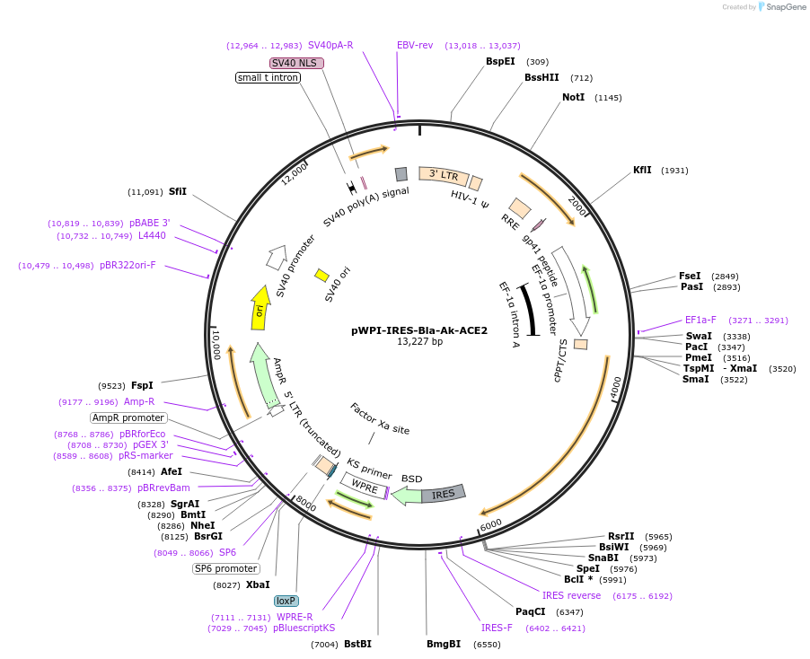 154981-plasmid-map-sequence-id-309456