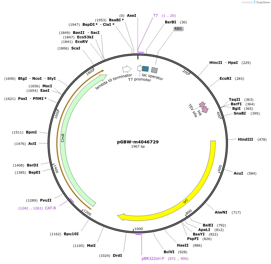 145653-plasmid-map-sequence-id-309467