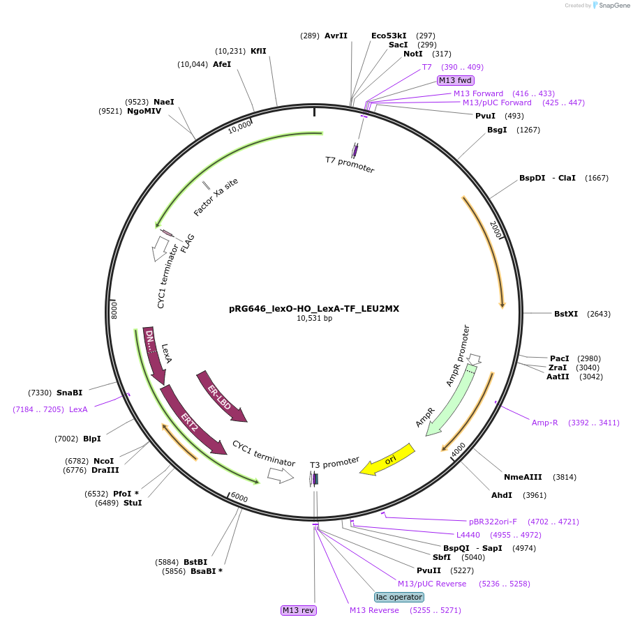 154815-plasmid-map-sequence-id-309475
