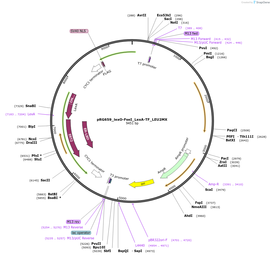 154816-plasmid-map-sequence-id-309476