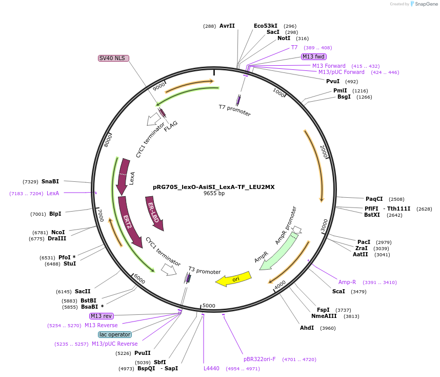 154817-plasmid-map-sequence-id-309477