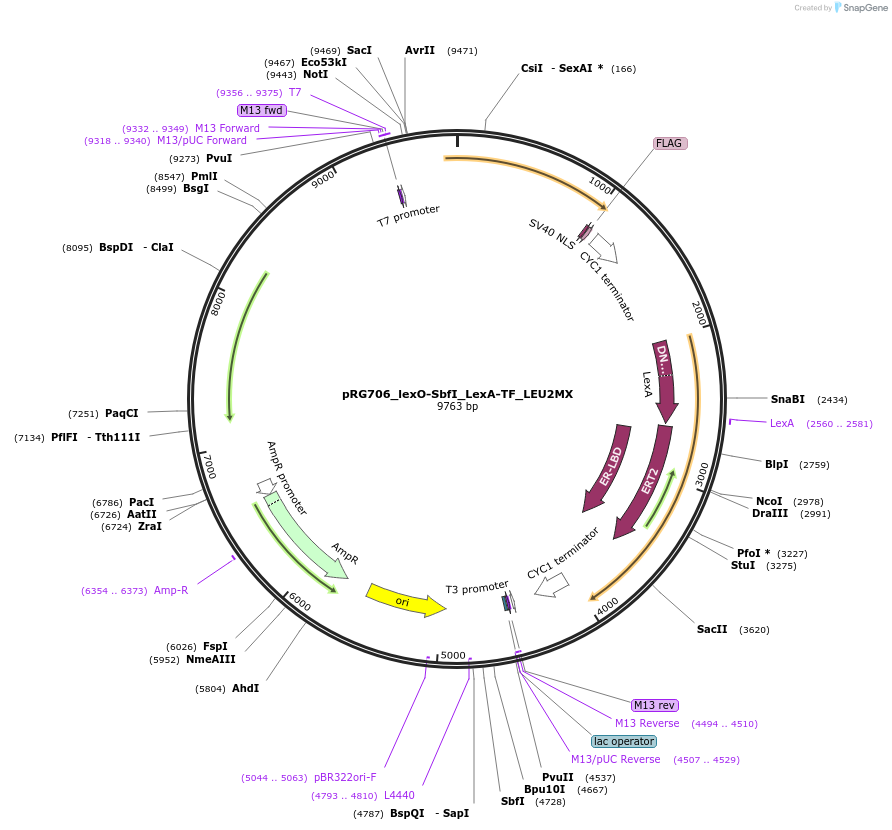 154818-plasmid-map-sequence-id-309478