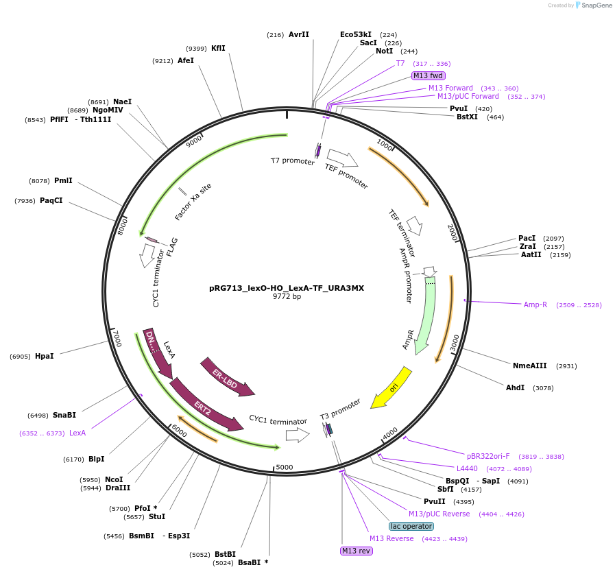 154821-plasmid-map-sequence-id-309481