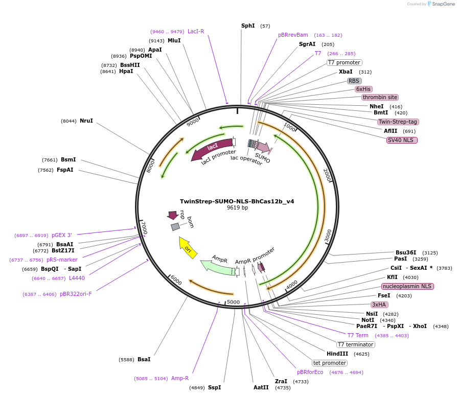 158615-plasmid-map-sequence-id-309483