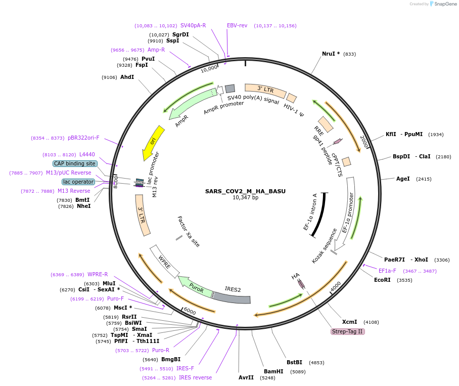 153990-plasmid-map-sequence-id-309485