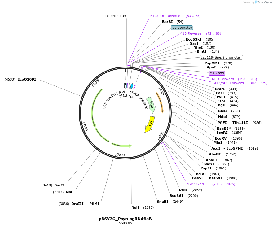149560-plasmid-map-sequence-id-309487