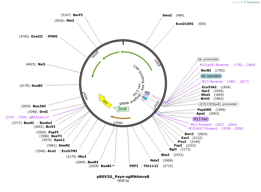 149566-plasmid-map-sequence-id-309491