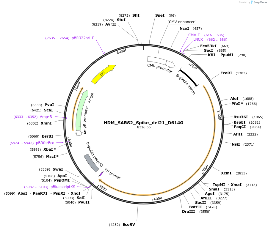 158762-plasmid-map-sequence-id-309495