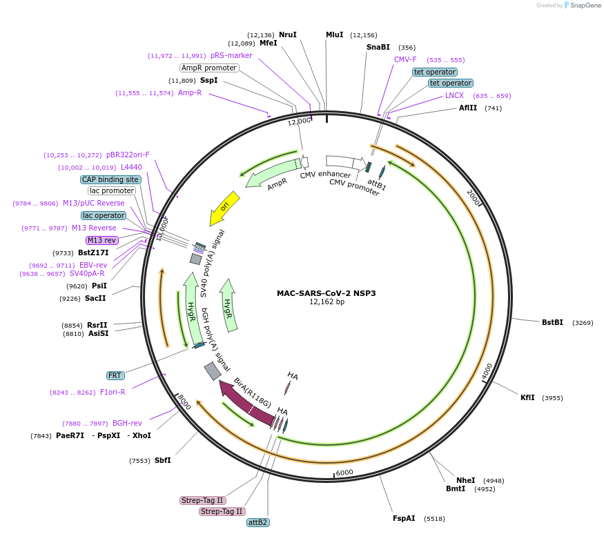158354-plasmid-map-sequence-id-309501
