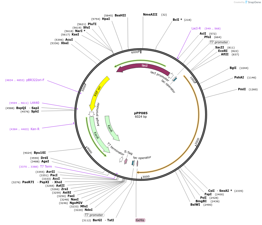 158795-plasmid-map-sequence-id-309510