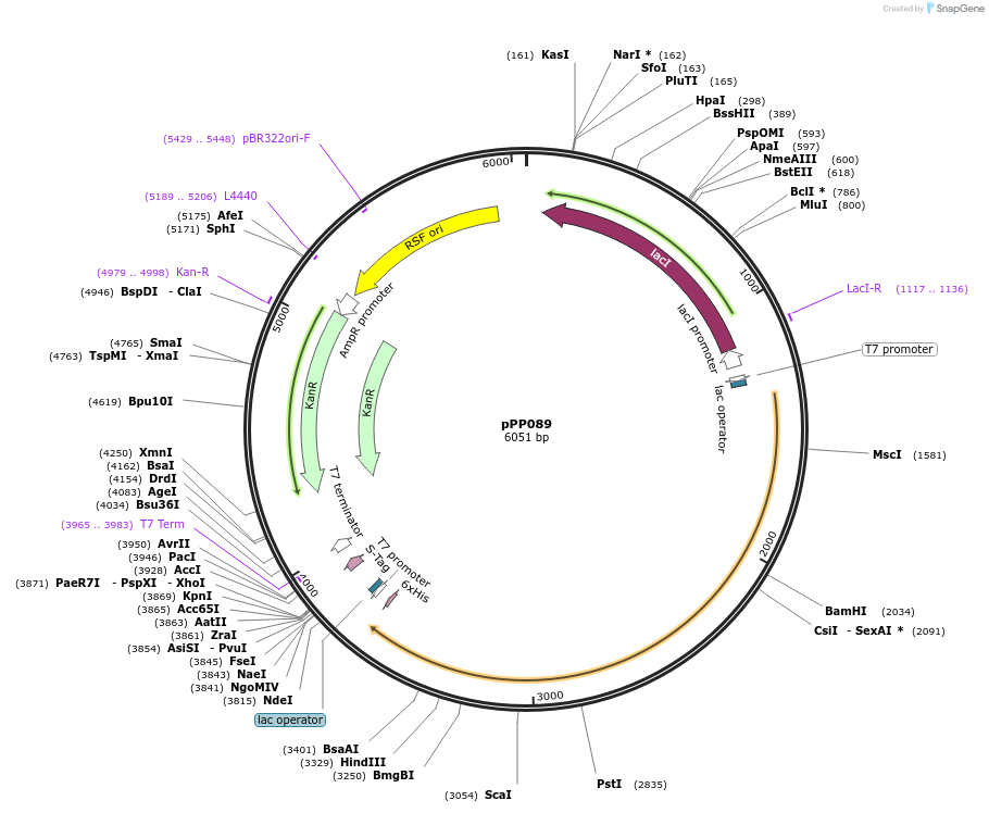 158796-plasmid-map-sequence-id-309513