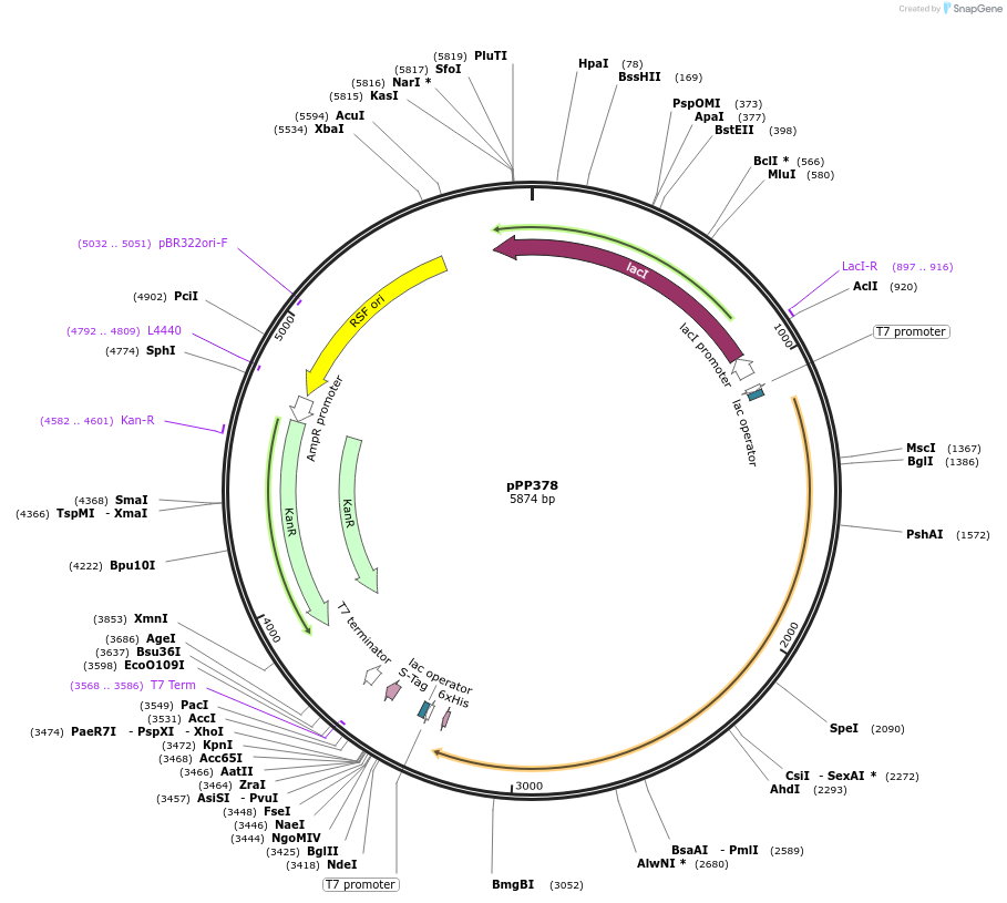 158797-plasmid-map-sequence-id-309517