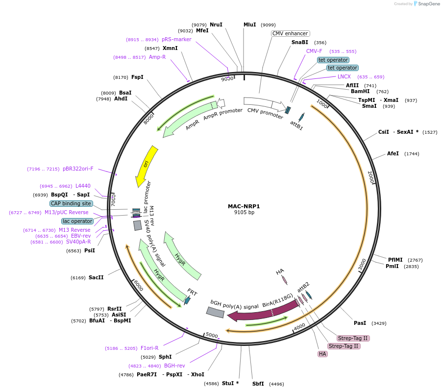 158384-plasmid-map-sequence-id-309548