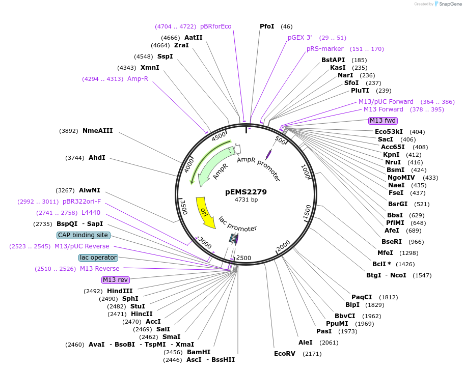 158399-plasmid-map-sequence-id-309560