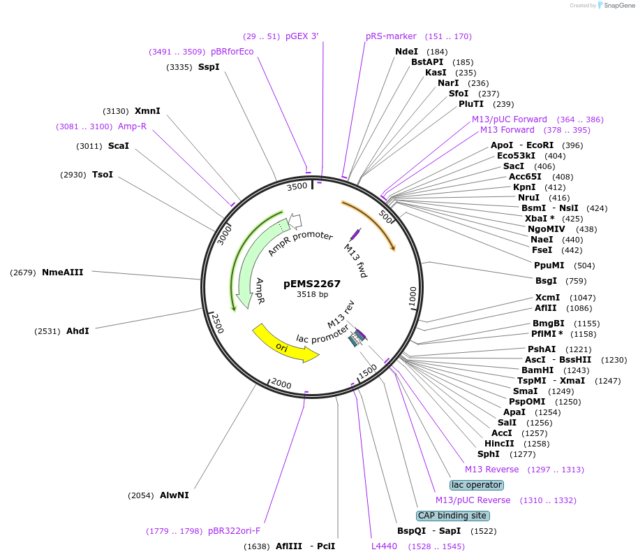 158392-plasmid-map-sequence-id-309562
