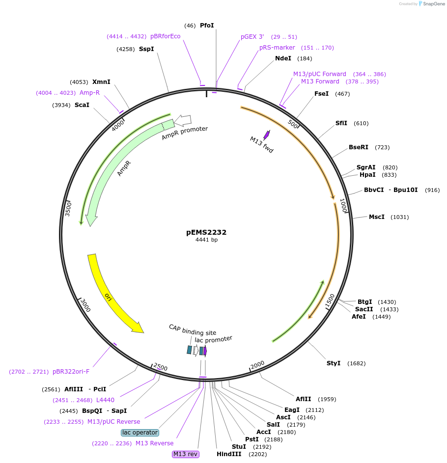 158401-plasmid-map-sequence-id-309564
