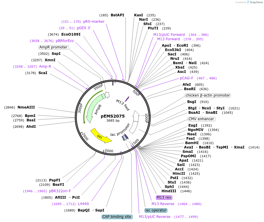 158098-plasmid-map-sequence-id-309565