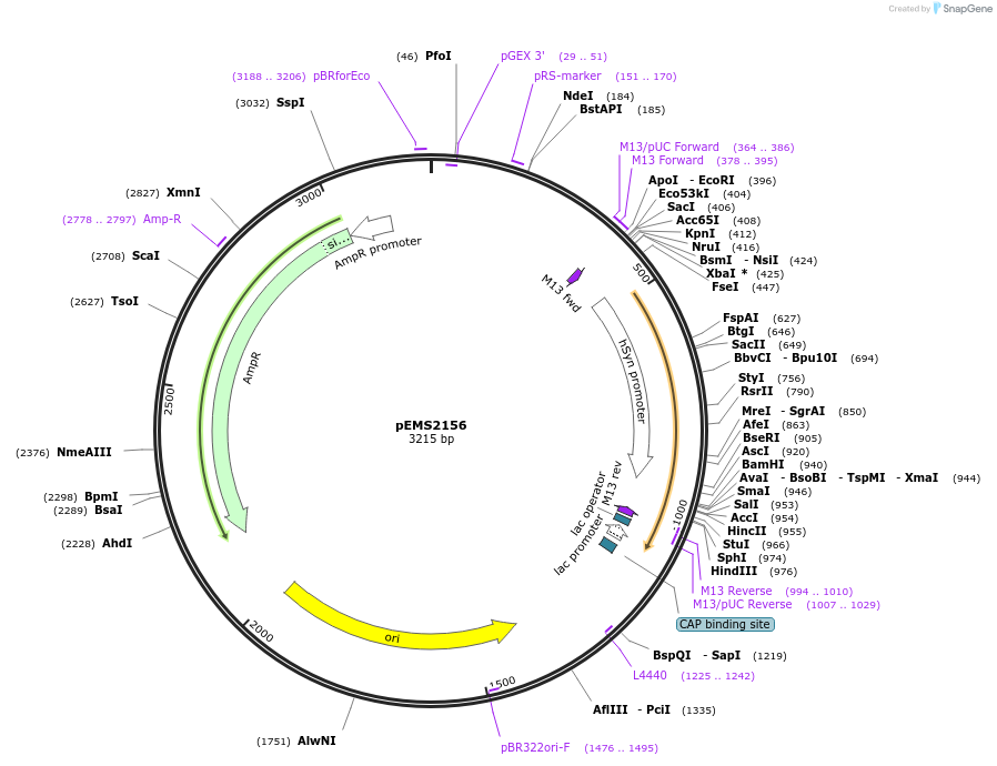 158099-plasmid-map-sequence-id-309567