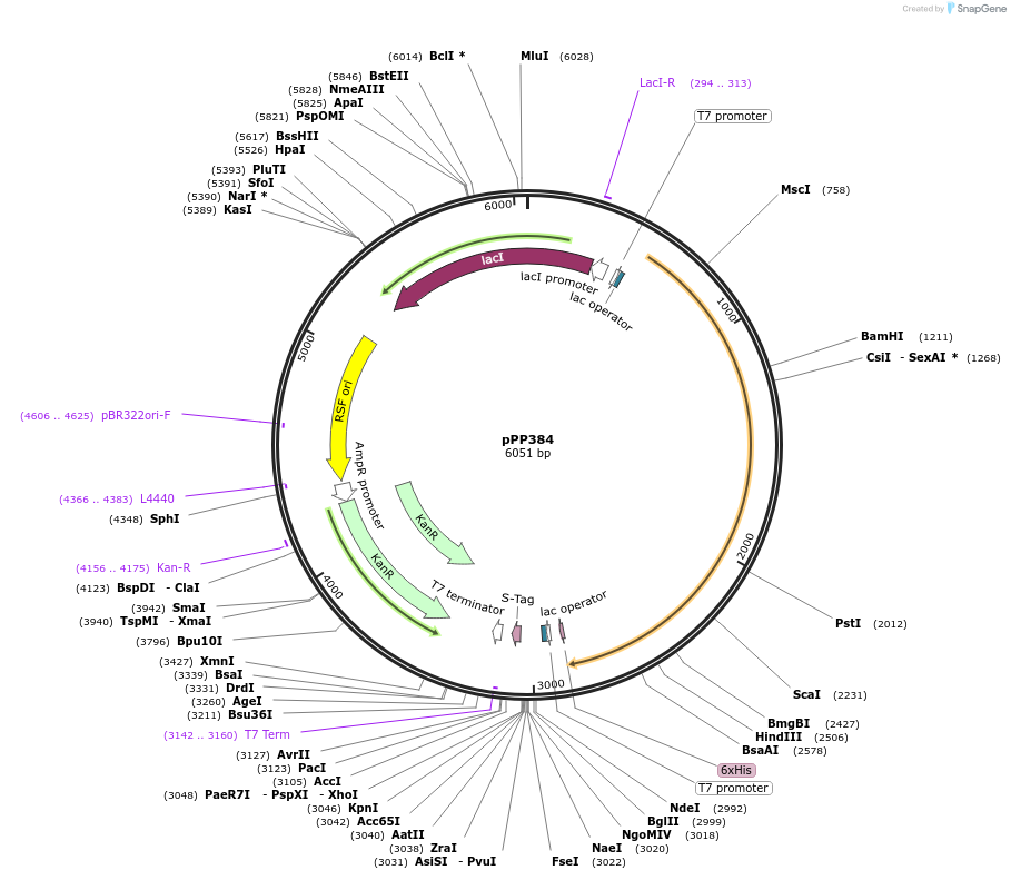 158799-plasmid-map-sequence-id-309569