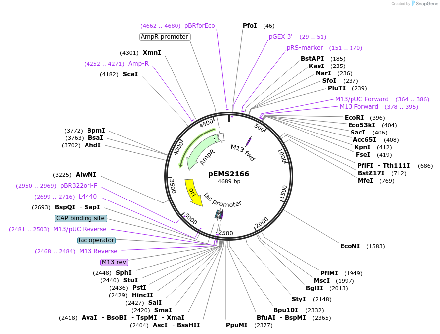 158412-plasmid-map-sequence-id-309570