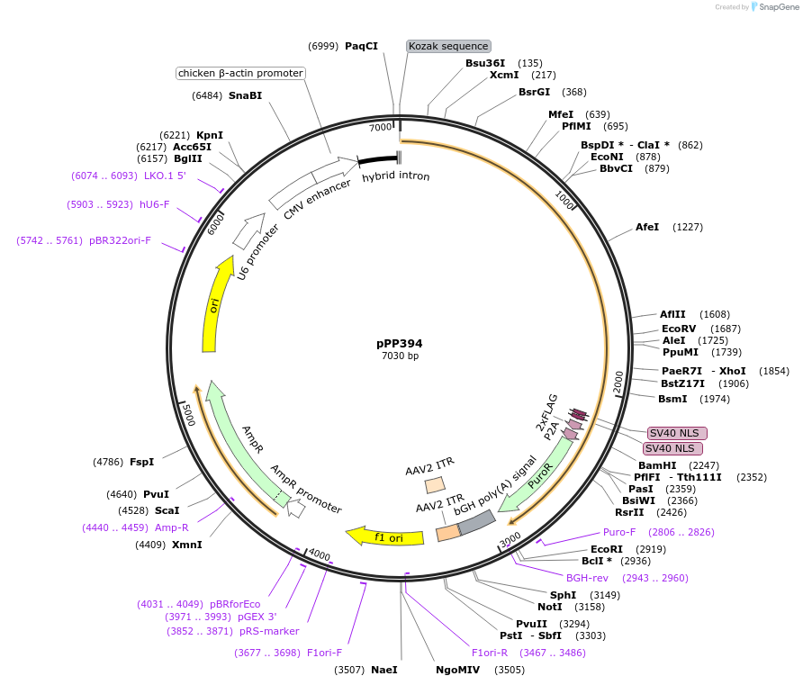 158800-plasmid-map-sequence-id-309571