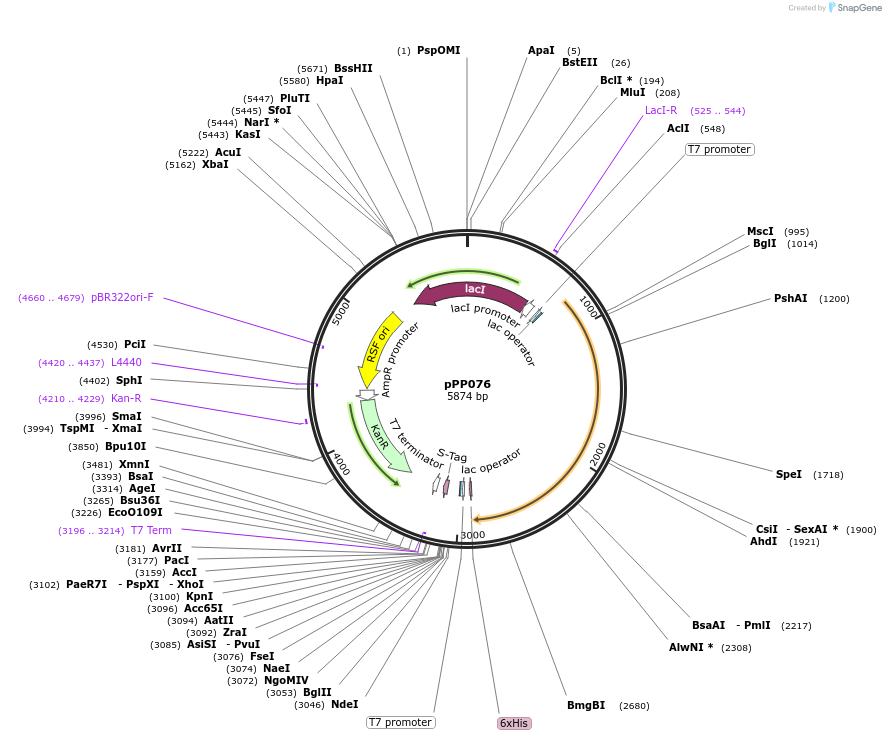 158794-plasmid-map-sequence-id-309576
