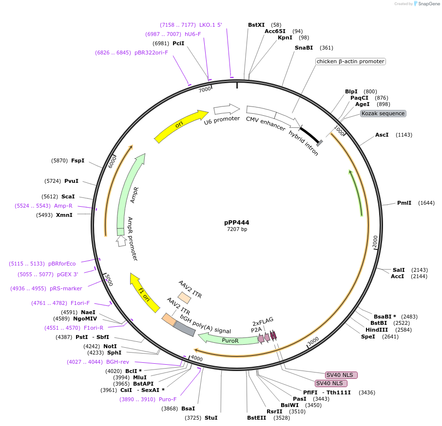 158802-plasmid-map-sequence-id-309578