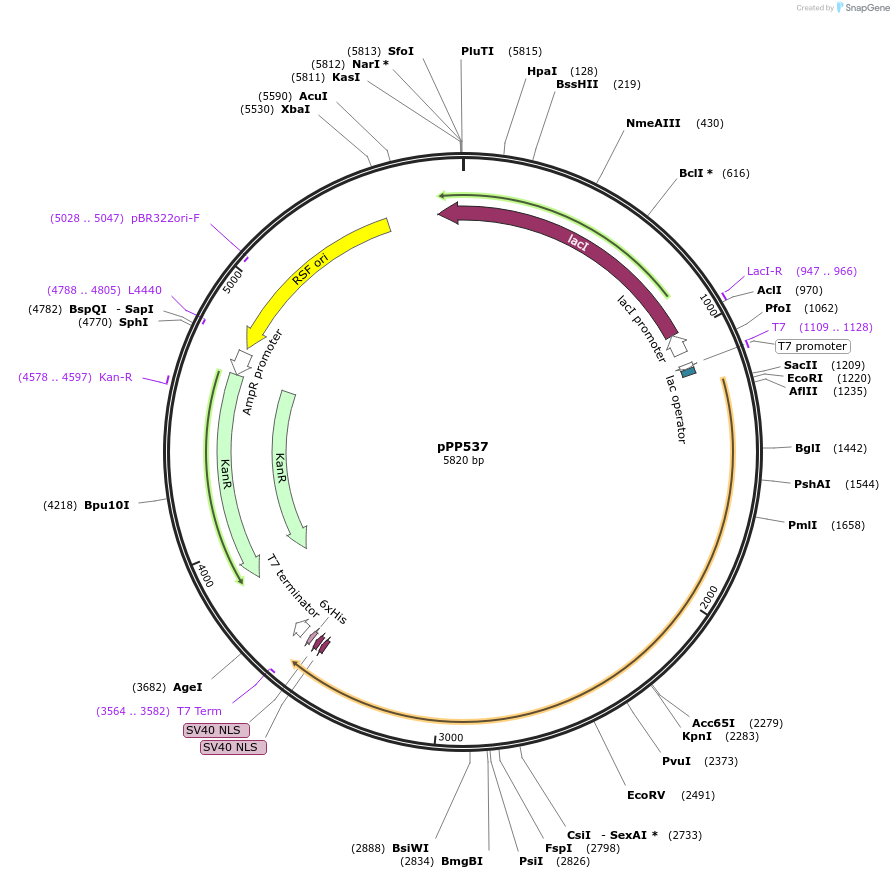 158803-plasmid-map-sequence-id-309579