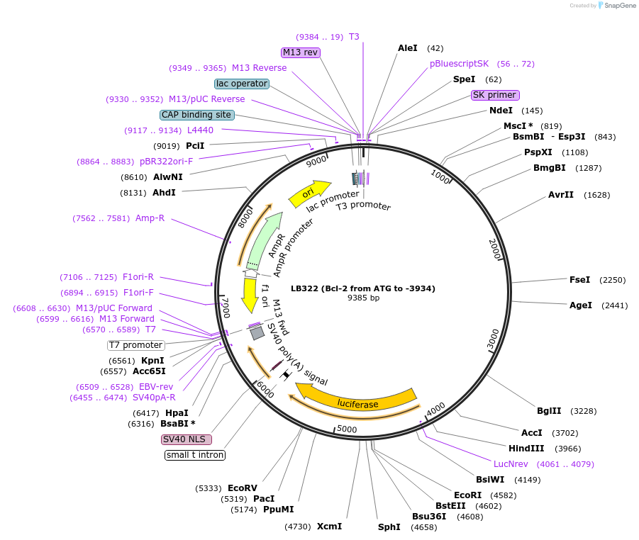 15381-plasmid-map-sequence-id-309589