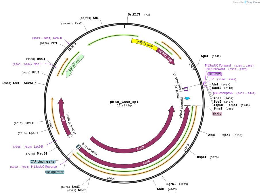 154851-plasmid-map-sequence-id-309592