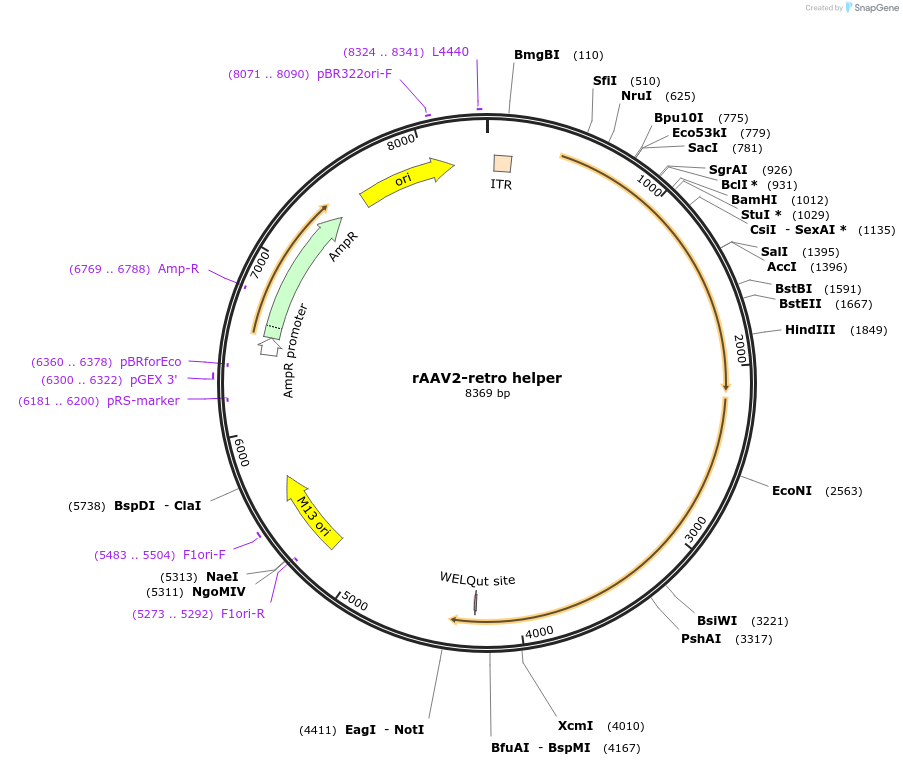 81070-plasmid-map-sequence-id-309613