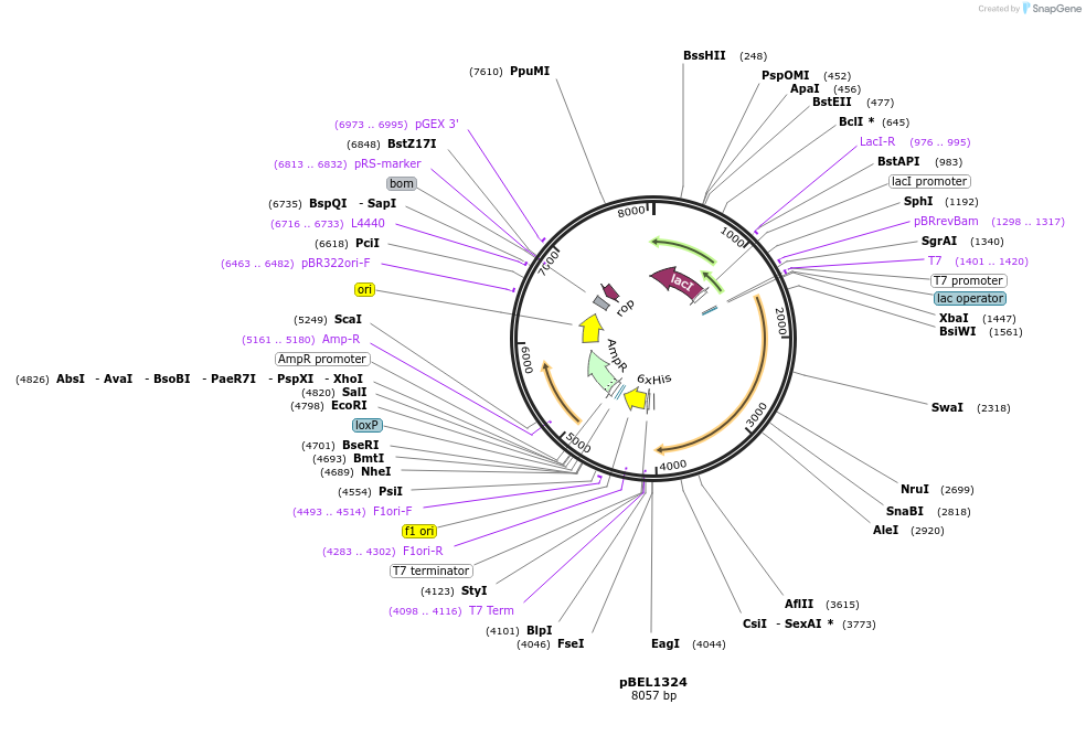 139874-plasmid-map-sequence-id-309616