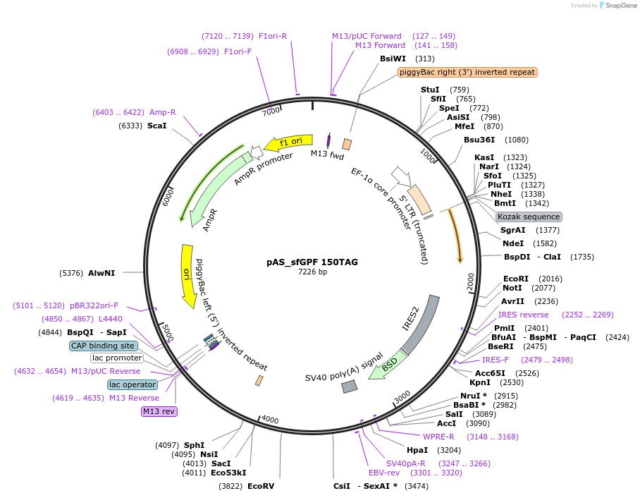 154765-plasmid-map-sequence-id-309622