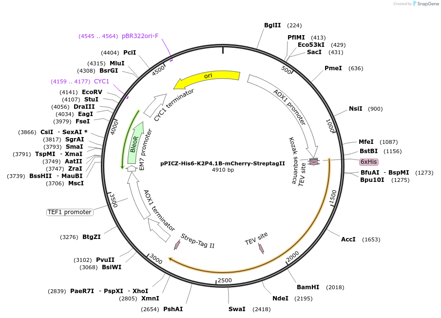 158744-plasmid-map-sequence-id-309639