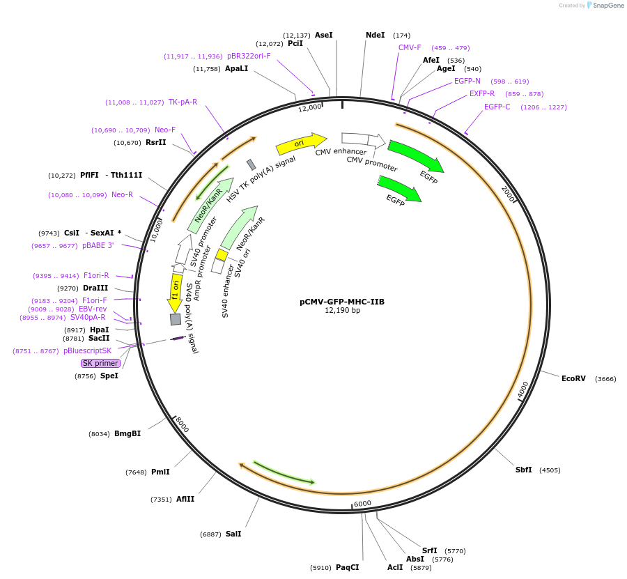 35691-plasmid-map-sequence-id-309643