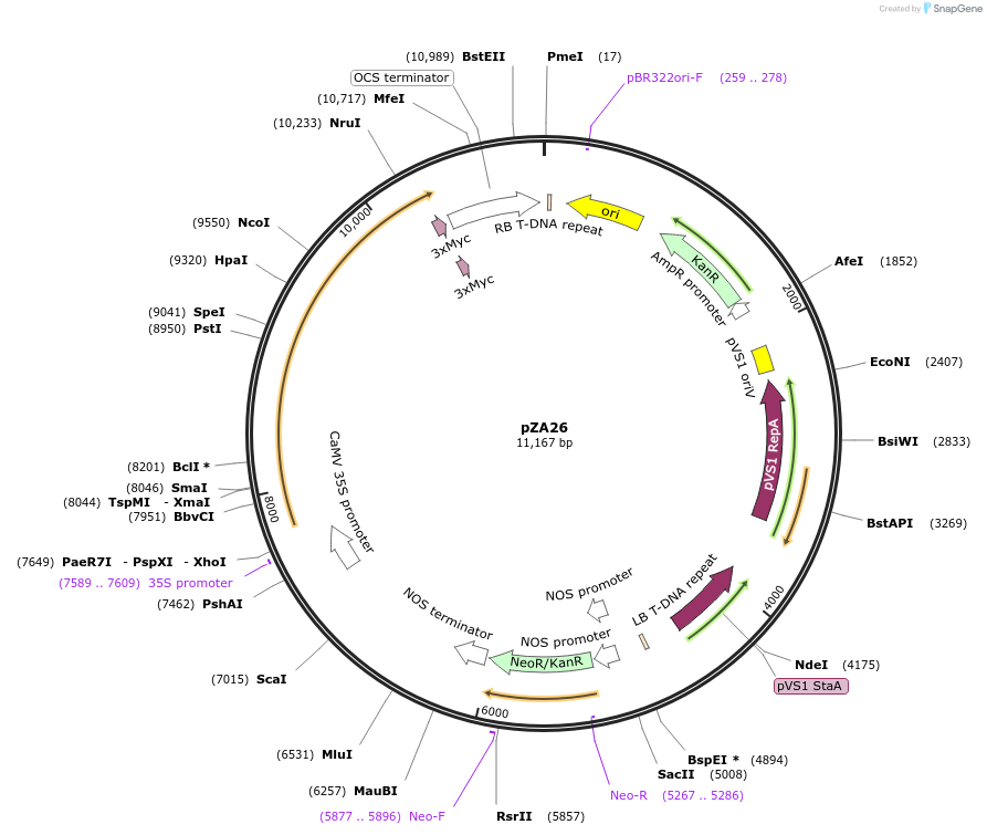 158504-plasmid-map-sequence-id-309657