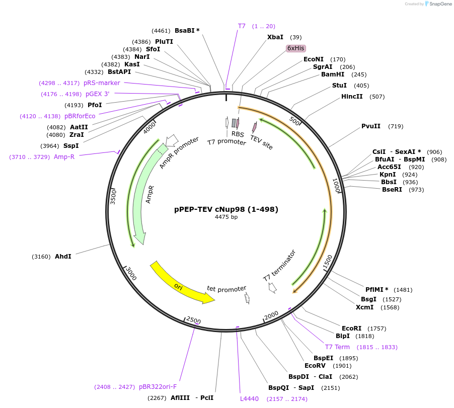 38037-plasmid-map-sequence-id-309660