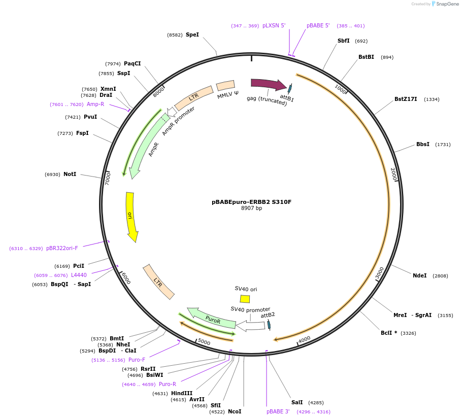 40991-plasmid-map-sequence-id-309667