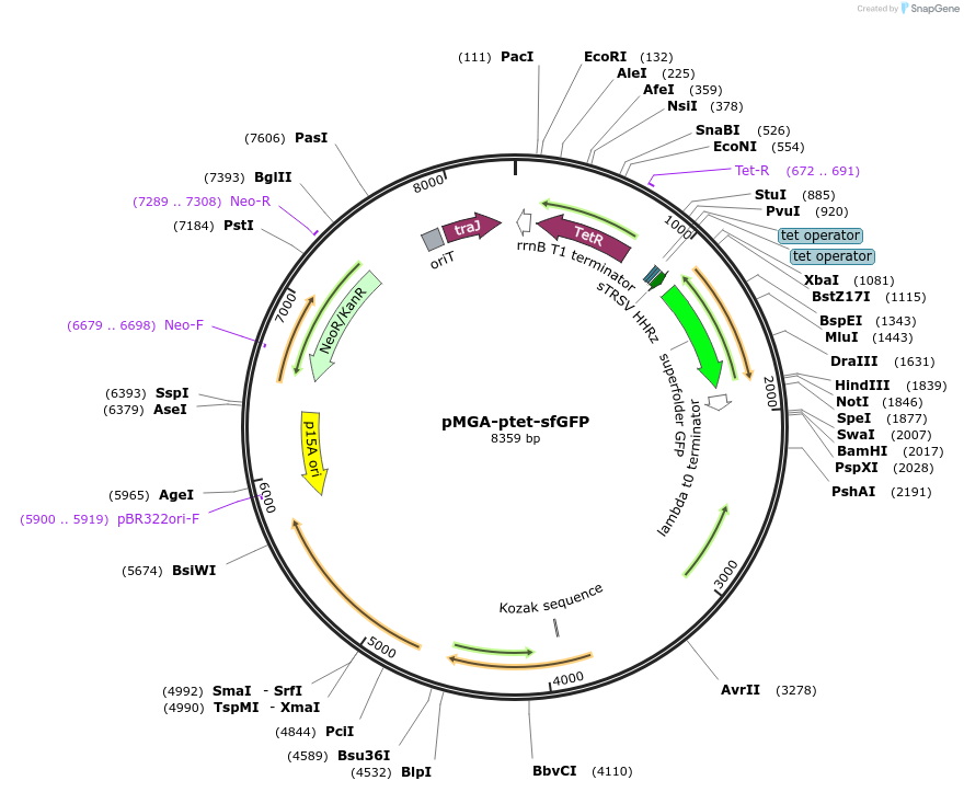 139935-plasmid-map-sequence-id-309669