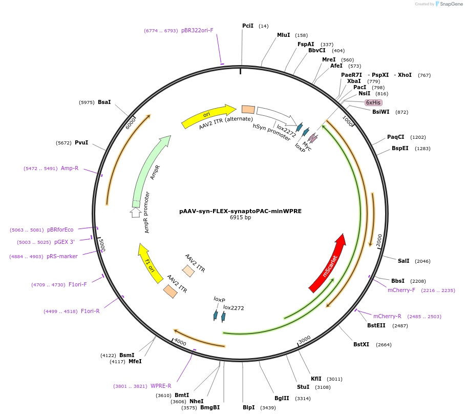 153100-plasmid-map-sequence-id-309694