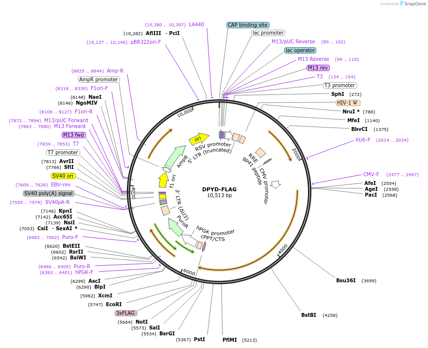 61616-plasmid-map-sequence-id-309701