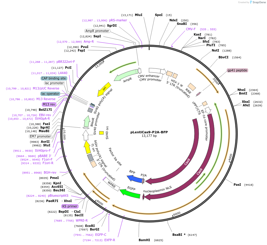 149447-plasmid-map-sequence-id-309704