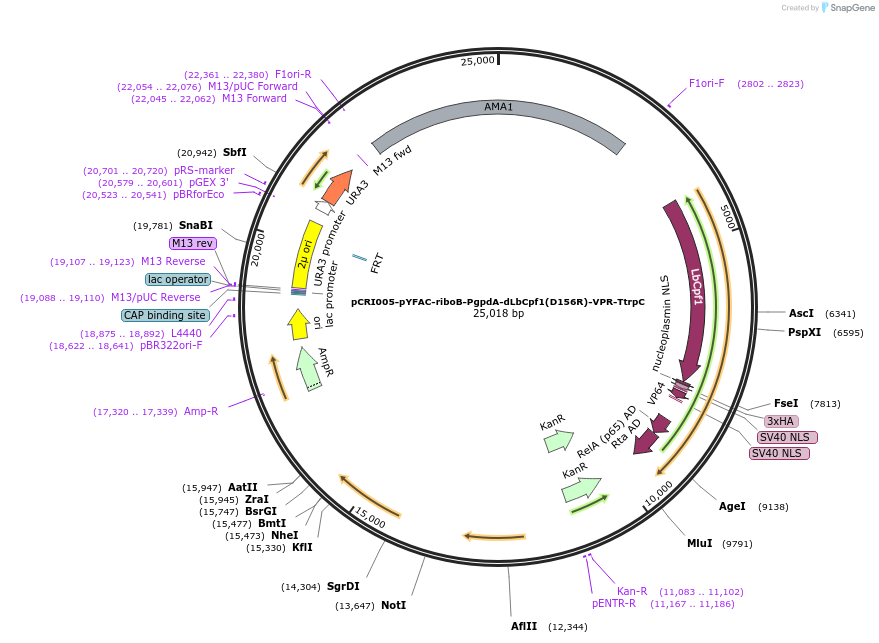 140198-plasmid-map-sequence-id-309713