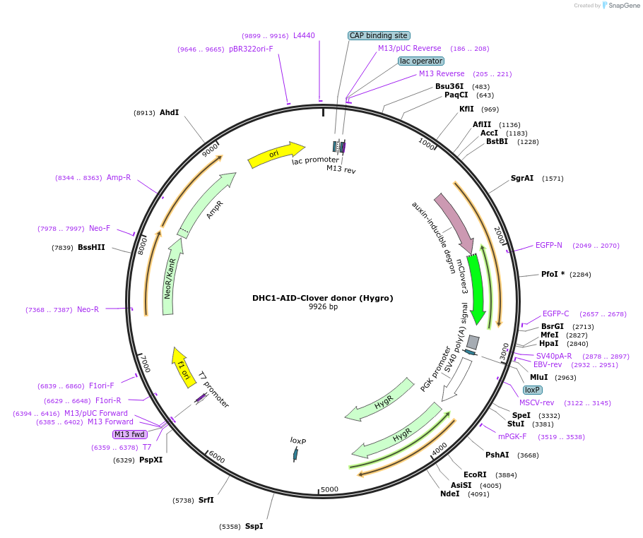 158622-plasmid-map-sequence-id-309720