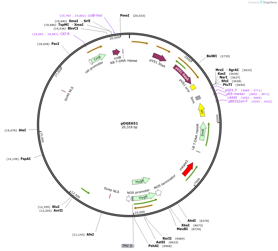 153229-plasmid-map-sequence-id-309721