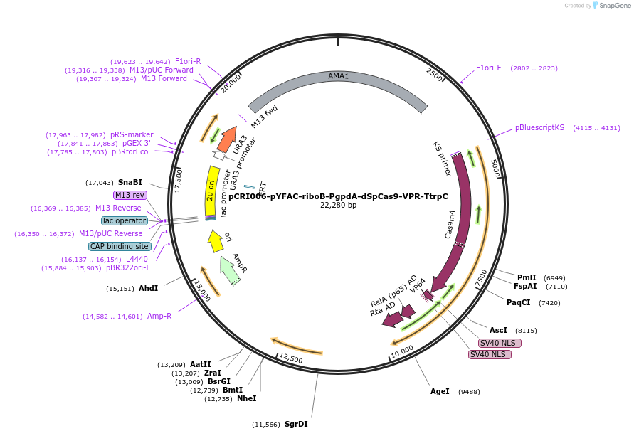 140199-plasmid-map-sequence-id-309723