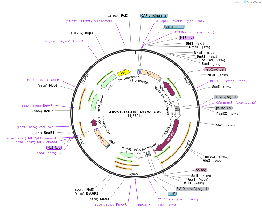 158663-plasmid-map-sequence-id-309725