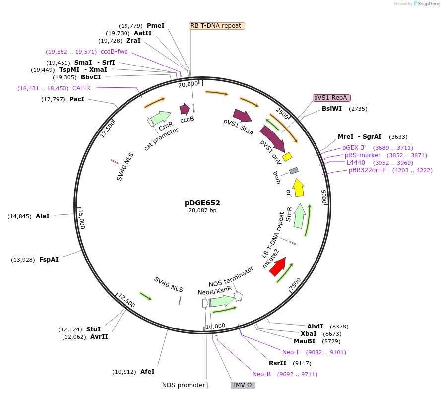 153230-plasmid-map-sequence-id-309729